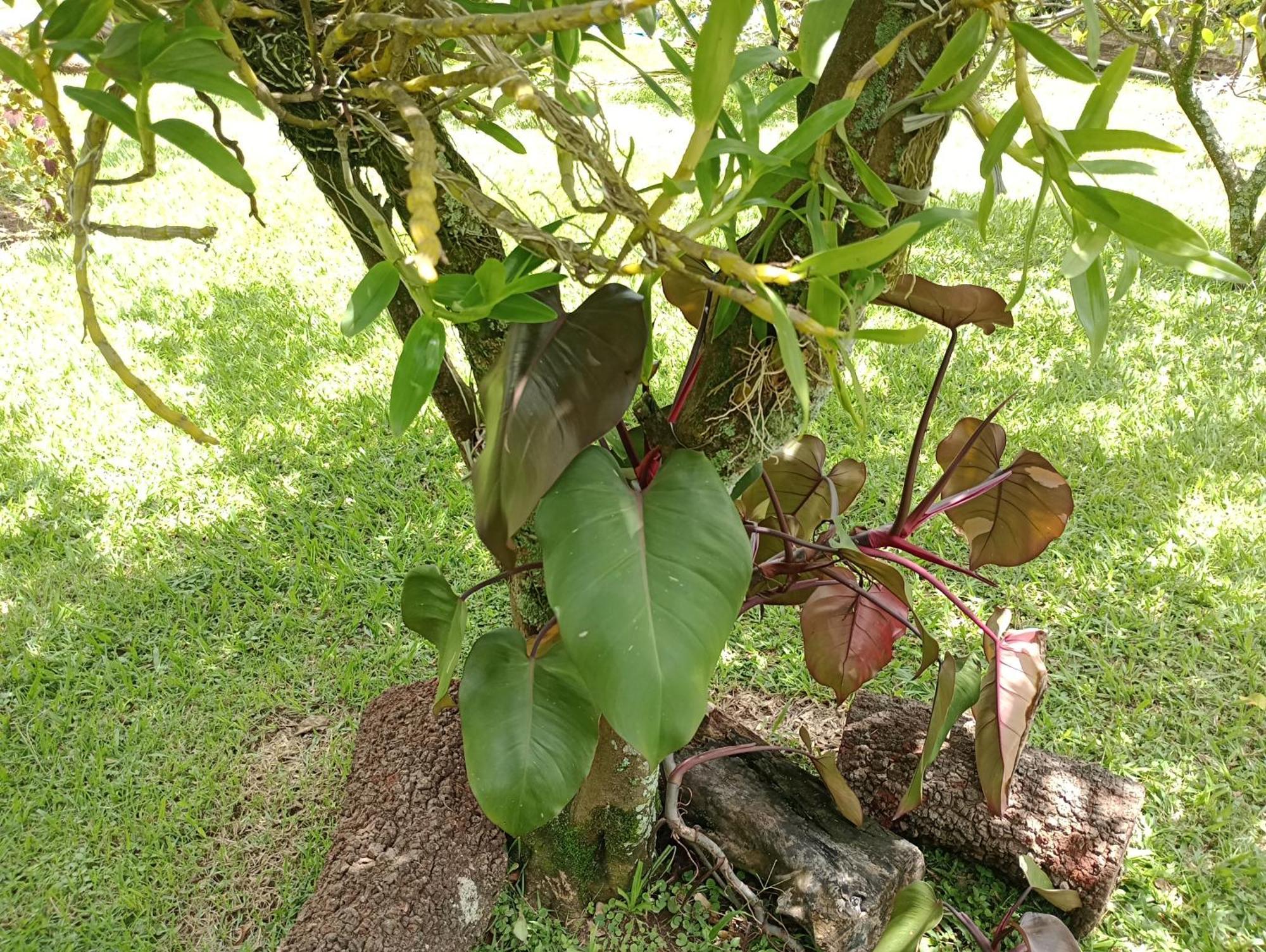 Pousada Chacara Vivalli Holambra Exterior photo